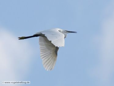 Seidenreiher im Flug vom Ostbecken in Richtung Westbecken des Ismaninger Speichersees