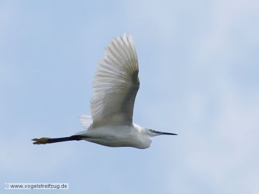 Seidenreiher im Flug vom Ostbecken in Richtung Westbecken des Ismaninger Speichersees