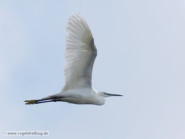 Seidenreiher im Flug vom Ostbecken in Richtung Westbecken des Ismaninger Speichersees