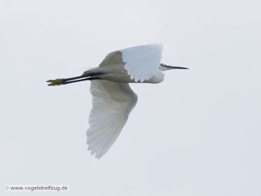 Seidenreiher im Flug vom Ostbecken in Richtung Westbecken des Ismaninger Speichersees