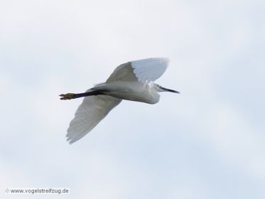 Seidenreiher im Flug vom Ostbecken in Richtung Westbecken des Ismaninger Speichersees