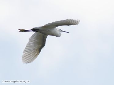 Seidenreiher im Flug vom Ostbecken in Richtung Westbecken des Ismaninger Speichersees
