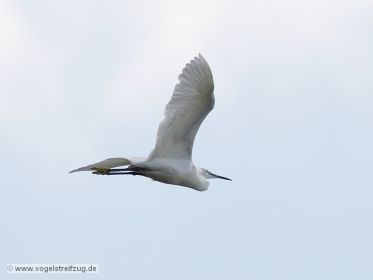 Seidenreiher im Flug vom Ostbecken in Richtung Westbecken des Ismaninger Speichersees