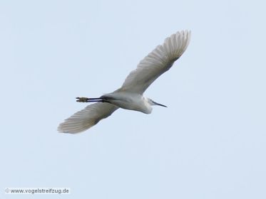 Seidenreiher im Flug vom Ostbecken in Richtung Westbecken des Ismaninger Speichersees