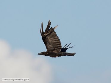 Krähenvogel im Flug