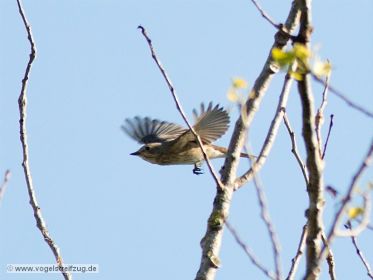 Grauschnäpper im Flug