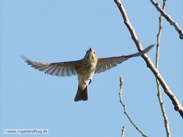 Grauschnäpper im Flug
