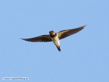 Rauchschwalbe im Flug
