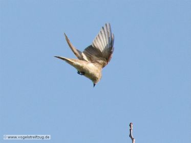 Gartengrasmücke im Flug