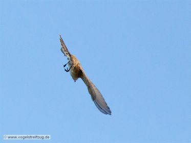 Gartengrasmücke im Flug