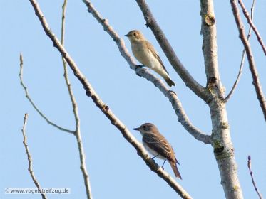 Gartengrasmücke (oben) und Grauschnäpper