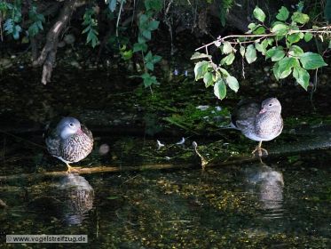 Zwei Mandarinenten