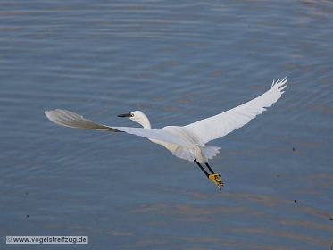Seidenreiher, fliegend