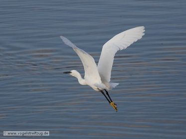 Seidenreiher, fliegend