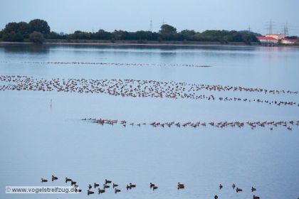 Ostbecken am Abend: Zahlreiche Kolbenente, Reiherenten, Tafelenten