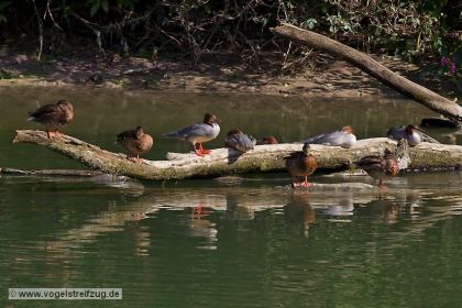Sitzgelegenheit am Einlauf des Westbeckens: Stockenten und Gänsesäger