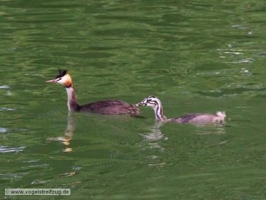 Haubentaucher mit Jungvogel