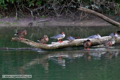 Stockenten und Gänsesäger