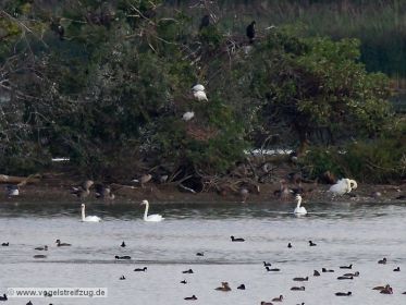 Blick auf die Kormoraninsel im Westbecken des Ismaninger Speichersees. Auf dem Baum sind drei Heilige Ibisse sichtbar