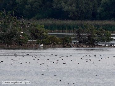 Blick auf die Kormoraninsel im Westbecken des Ismaninger Speichersees. Rechts auf Baum zwei Exemplare vom Heiligen Ibis