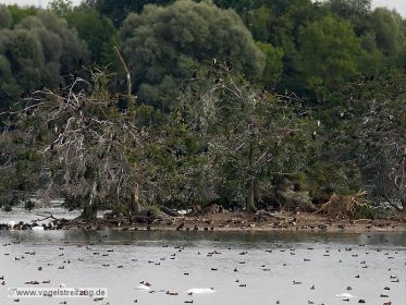Blick auf die Kormoraninsel im Westbecken des Ismaninger Speichersees