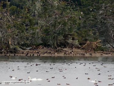 Blick auf die Kormoraninsel im Westbecken des Ismaninger Speichersees