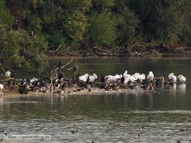 Blick auf die Kormoraninsel im Westbecken des Ismaninger Speichersees