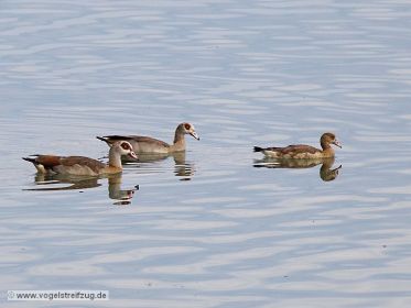 Nilgans-Paar mit Jungvogel