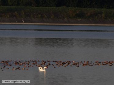 Unzählige Kolbenenten und ein Höckerschwan