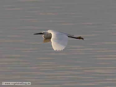 Seidenreiher im Flug über Ismaninger Speichersee