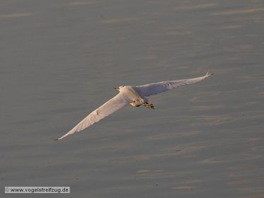 Seidenreiher im Flug über Ismaninger Speichersee