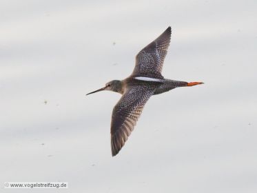 Fliegender Rotschenkel