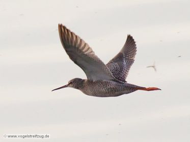 Fliegender Rotschenkel
