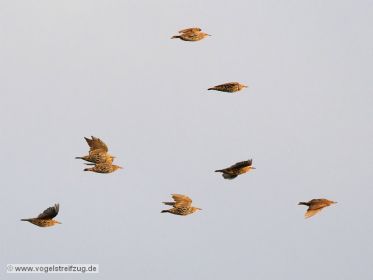 Stare im Flug beim Ismaninger Speichersee