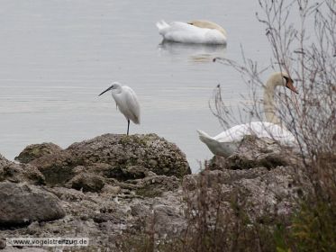 Seidenreiher auf Stein im Ostbecken
