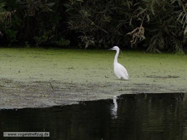 Seidenreiher auf Pflanzenteppich