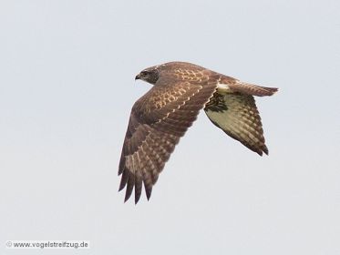Mäusebussard fliegt über Ismaninger Speichersee