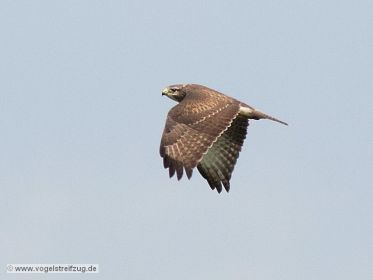 Mäusebussard fliegt über Ismaninger Speichersee