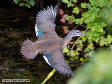Mandarinente im Flug