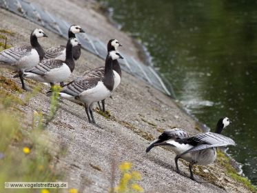 Eine Weißwangengans-Familie hebt gleich ab