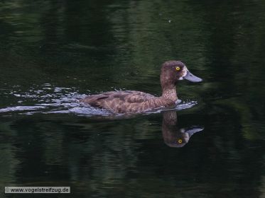 Reiherente im Wasser
