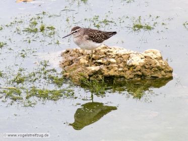 Bruchwasserläufer ruht sich aus
