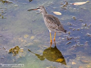 Dunkler Wasserläufer im Flachwasser