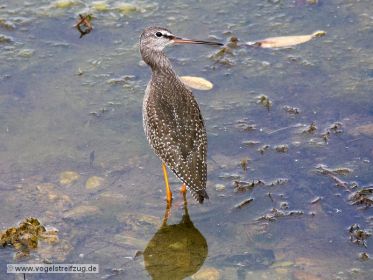 Dunkler Wasserläufer im Flachwasser