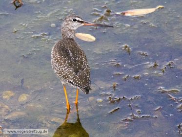 Dunkler Wasserläufer im Flachwasser