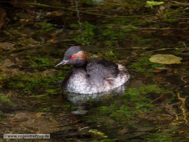 Schwarzhalstaucher in einem Bach beim Ismaninger Speichersee