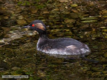 Schwarzhalstaucher in einem Bach beim Ismaninger Speichersee