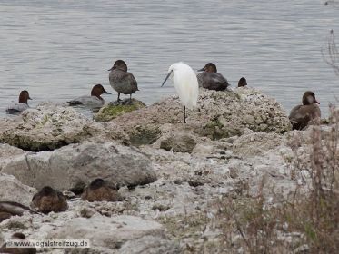 Seidenreiher auf Stein im Ostbecken