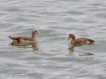 Nilgans mit Jungtier