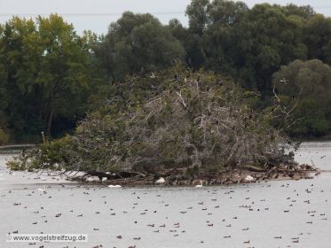 Blick auf die Kormoraninsel im Ismaninger Speichersee